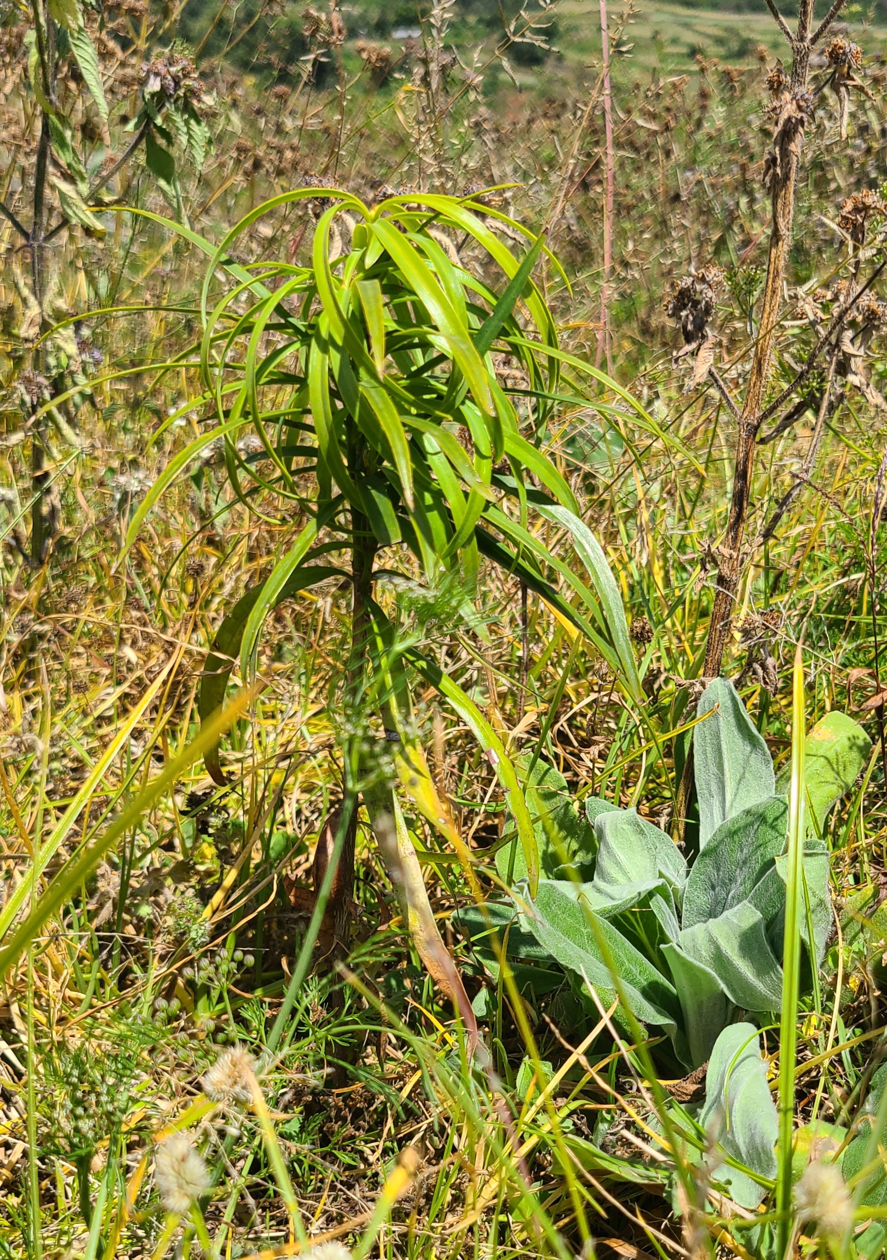Podocarpus Species